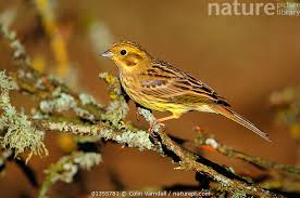 Attēlu rezultāti vaicājumam “Emberiza citrinella juvenile”