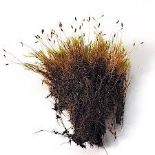 Attēlu rezultāti vaicājumam “Distichium capillaceum sporophyte”