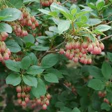 Attēlu rezultāti vaicājumam “Enkianthus chinensis leaf”