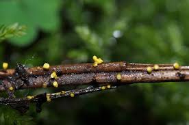 Attēlu rezultāti vaicājumam “Craterium aureonucleatum”