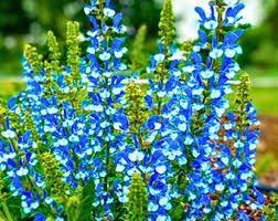 Attēlu rezultāti vaicājumam “Salvia verticillata flower”