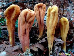 Attēlu rezultāti vaicājumam “Clavariadelphus pistillaris”