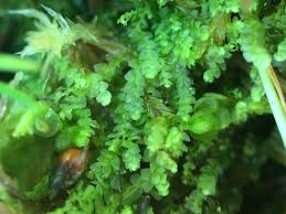 Attēlu rezultāti vaicājumam “Calypogeia”