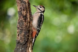 Attēlu rezultāti vaicājumam “Dendrocopos major juvenile”