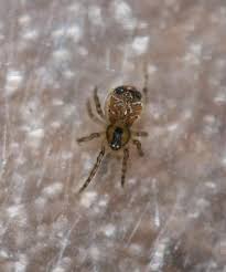 Attēlu rezultāti vaicājumam “Phylloneta sp.”