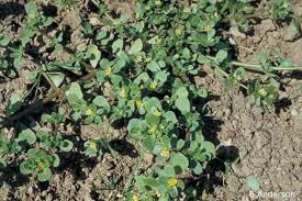 Attēlu rezultāti vaicājumam “Portulaca oleracea leaf”