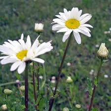 Attēlu rezultāti vaicājumam “Leucanthemum vulgare flower”
