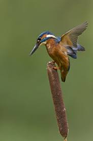 Attēlu rezultāti vaicājumam “Alcedo atthis adult”