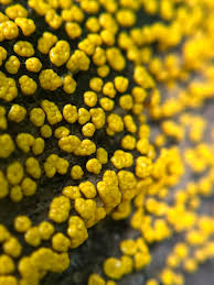 Attēlu rezultāti vaicājumam “Badhamia lilacina plasmodium”