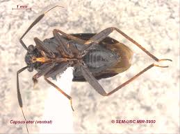 Attēlu rezultāti vaicājumam “Capsus ater”