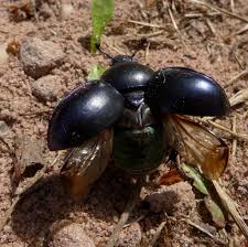 Attēlu rezultāti vaicājumam “Trypocopris vernalis”