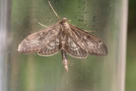 Attēlu rezultāti vaicājumam “Anania lancealis”