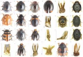 Attēlu rezultāti vaicājumam “Coccinellidae”