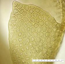 Attēlu rezultāti vaicājumam “Anastrophyllum minutum”