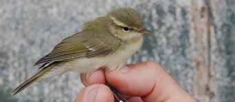 Attēlu rezultāti vaicājumam “Phylloscopus trochiloides”