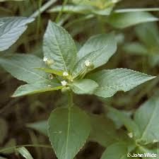 Attēlu rezultāti vaicājumam “Mercurialis perennis leaf”