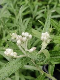Attēlu rezultāti vaicājumam “Anaphalis margaritacea leaf”