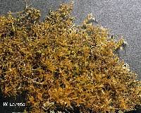 Attēlu rezultāti vaicājumam “Campylium chrysophyllum”