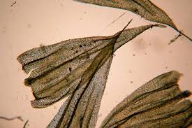 Attēlu rezultāti vaicājumam “Brachythecium”