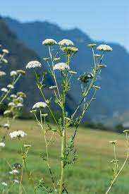 Attēlu rezultāti vaicājumam “Libanotis montana”