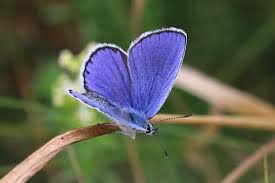 Attēlu rezultāti vaicājumam “Plebejus argyrognomon underside”