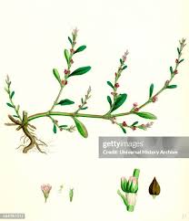 Attēlu rezultāti vaicājumam “Polygonum aviculare leaf”