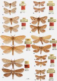 Attēlu rezultāti vaicājumam “Phymatopus hecta”