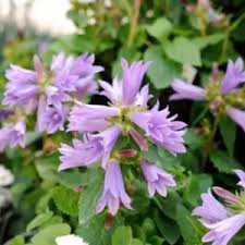 Image result for Campanula strigosa