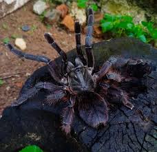 Attēlu rezultāti vaicājumam “Petractis sp.”