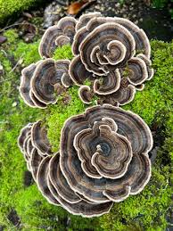 Attēlu rezultāti vaicājumam “Trametes versicolor”