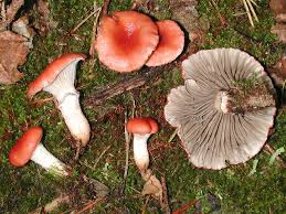 Attēlu rezultāti vaicājumam “Gomphidius roseus”