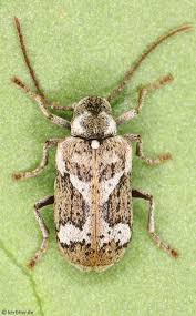 Attēlu rezultāti vaicājumam “Anobiidae”