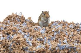 Image result for Gerbil
