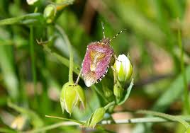 Attēlu rezultāti vaicājumam “Dolycoris baccarum”