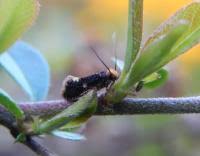 Attēlu rezultāti vaicājumam “Monopis weaverella”