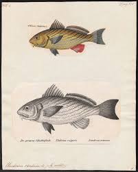 Image result for Umbrina cirrosa