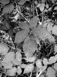 Attēlu rezultāti vaicājumam “Rubus plicatus leaf”