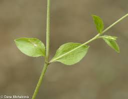 Attēlu rezultāti vaicājumam “Moehringia trinervia leaf”