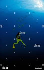 Image result for Scuba Skooling