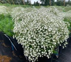 Attēlu rezultāti vaicājumam “Gypsophila paniculata”