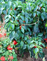 Afbeeldingsresultaat voor california wonder 300 sweet pepper