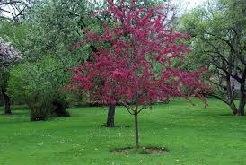 Attēlu rezultāti vaicājumam “Malus”