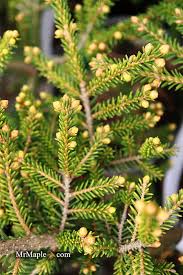 Attēlu rezultāti vaicājumam “Picea orientalis”