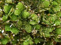 Attēlu rezultāti vaicājumam “Moerckia hibernica”