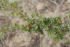 Attēlu rezultāti vaicājumam “Juniperus communis”