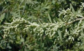 Attēlu rezultāti vaicājumam “Artemisia vulgaris bud”