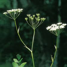 Image result for Pimpinella saxifraga