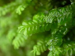 Attēlu rezultāti vaicājumam “Dicranella staphylina cells”