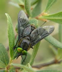 Attēlu rezultāti vaicājumam “Chrysops”