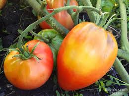 Afbeeldingsresultaat voor CDB tomato